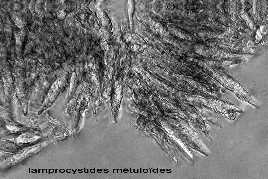 CrostaGrigiastraSuGinepro-foto6168(Peniophora junipericola)